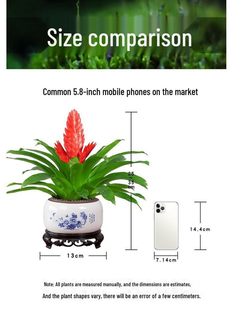 Jade Fan: Indoor Easy-Care Green Plant for Wealth & Blooms