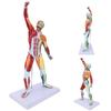 50cm MultiColor Muscular System Model Human Muscles Model Body Muscle Structure Model