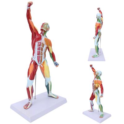 50cm MultiColor Muscular System Model Human Muscles Model Body Muscle Structure Model