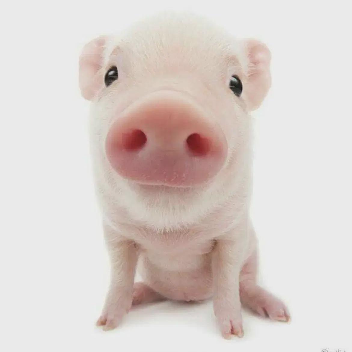 

Видел Фольми До-ён