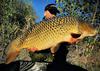 Superfeed hook fatty pellet 20mm/150g chili robin red