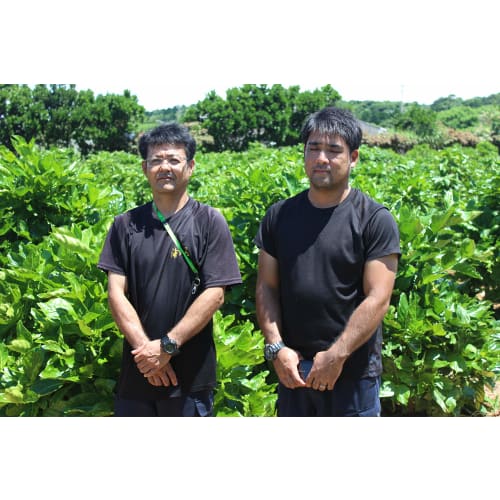 100% Okinawa Noni Juice, 500ml