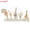 TAIGUI MEDICINE Life-size Shoulder Joint Model with Base