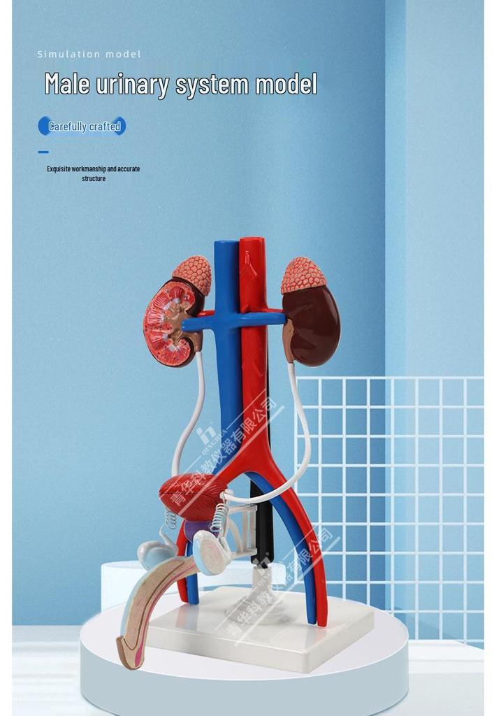 Qinghua Anatomisches Modell des menschlichen Fortpflanzungssystems - Demonstrationsinstrument für Urologie und Harnsystem
