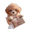 New Fashion Plush Robot Puppy Interactive Walking Simulated Puppy Barking Tail Wagging Educational Christmas Gifts