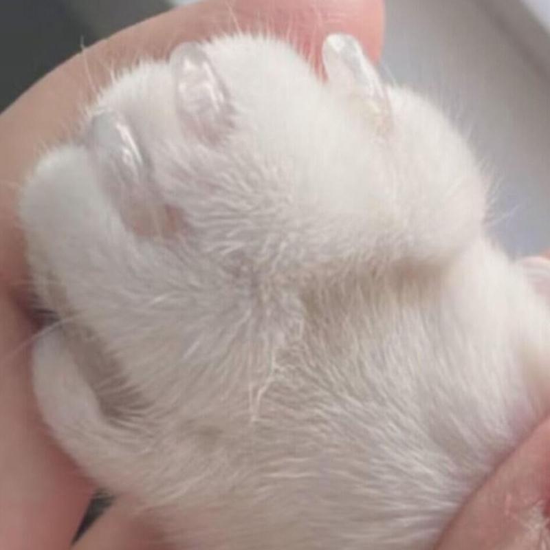 Clear Cats Nail Cap For Protecting Furniture And Skin From Scratches With Easy Application And Comfortable Fit