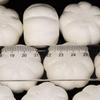 White Foam Pumpkin Polystyrene Craft Balls Craft Decoration Balls for DIY , Household, Halloween Decorations 28 x 40mm
