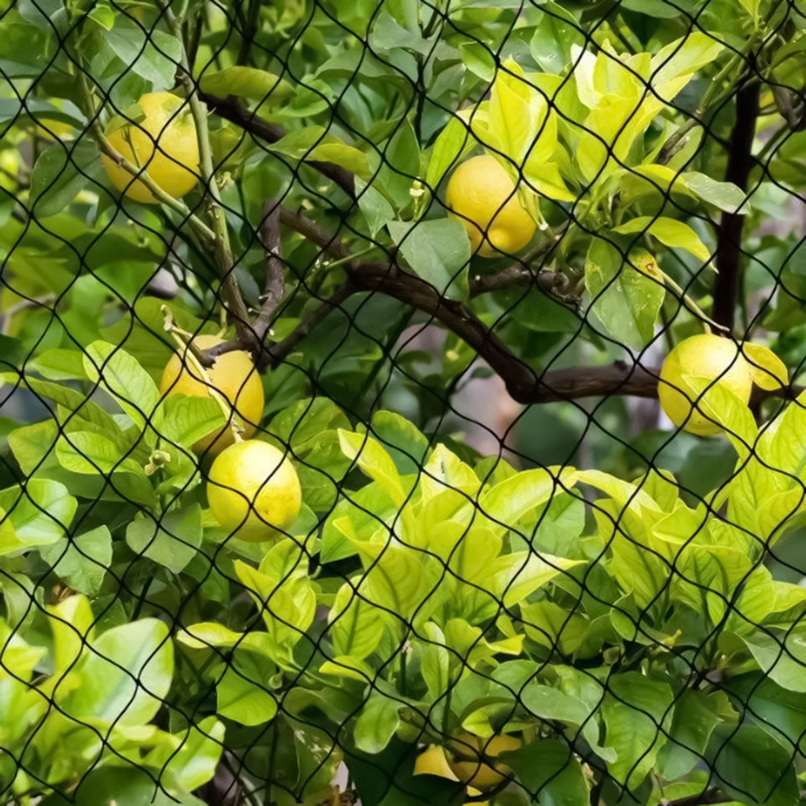 

Футбольная сетка Многоразовая Сверхпрочная Сетка для фруктовых деревьев Многоразовый Сверхпрочный Защитник для отпугивания птиц Фруктовые деревья Футбол CHINA