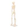 Human Skeletal Model ABS Human Bone Model with Detachable Function Simulation for Anatomy and Research