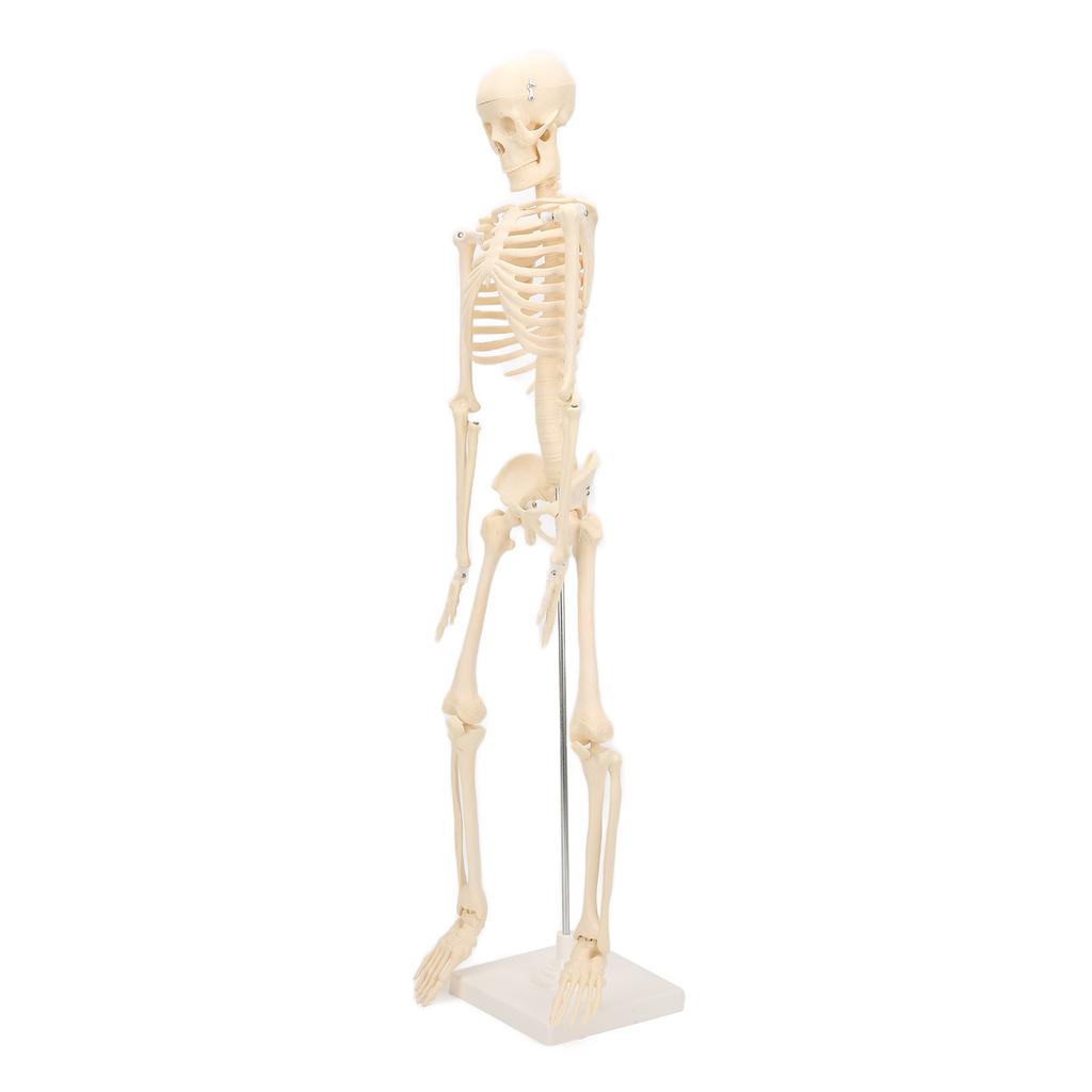 Human Skeletal Model ABS Human Bone Model with Detachable Function Simulation for Anatomy and Research