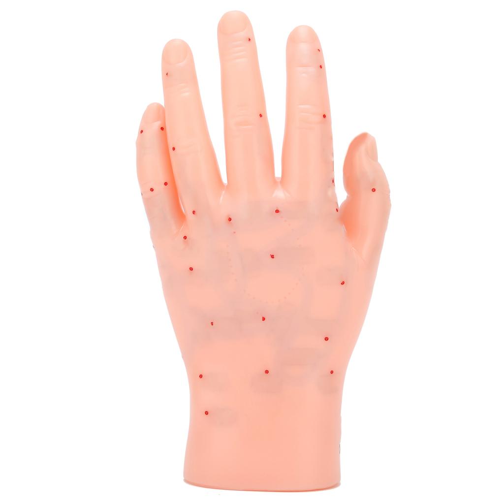 Linke Hand Akupunkturpunkt Modell Hand Akupunkturpunkt Massage Reflexzone Lehrmodell