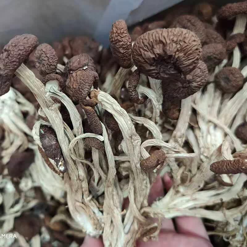 Yuan Qiuxing Dried Tea Tree Mushrooms