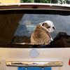 Funny Stickers On Car Rear Windshield and Wipers, Vinyl Cartoon Film Cat Dog Moving Hand Tail Decals Auto Rear Window Decoration