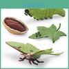 Realistic Pvc 4 Piece Luna Moth Growth Cycle Model Detailed Display Figurine Set
