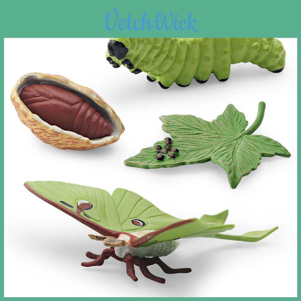 Realistic Pvc 4 Piece Luna Moth Growth Cycle Model Detailed Display Figurine Set