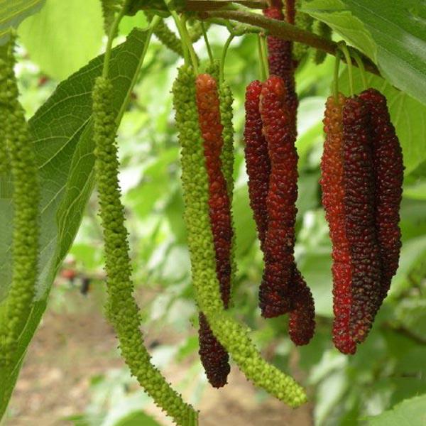 Как выглядит растение тутовник