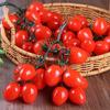 Lifelike Fake Small Tomato Realistic Tomato Model Creative Tomatoes Ornament Photography Prop