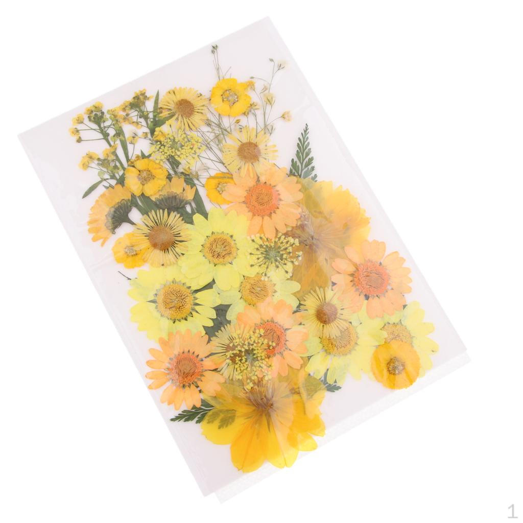 Natural Pressed Dried Flowers Leaves C