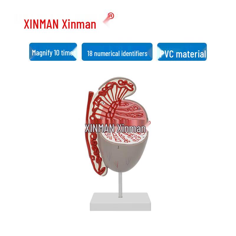 XINMAN Testis Anatomical Magnified Model