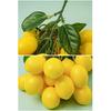 Filo di Limoni Artificiali Limoni Finti Vivaci Decorazione per Tavolo di Casa, Festa, Accessorio per Fotografia