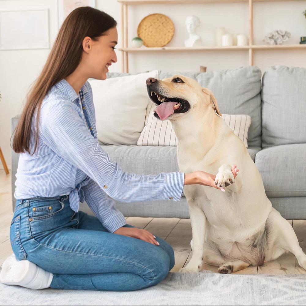 Removable Pet Nail Grinder & Repair Board for Dogs & Cats