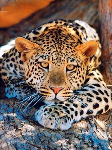 

Полная квадратная/круглая алмазная живопись мозаика леопард 5d сделай сам вышивка крестом животное домашний декор Full Round 20x30CM