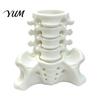 PLA Desk Storage Simulated Spine Pen Holder, Creative Skeleton Desktop Organizer, Durable Anatomical Decor 3D Printed Anatomy Ornament for Home Office