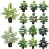 Artificial Potted Green Plant for Indoor and Outdoor Decoration - Home, Hotel, Courtyard, or Desktop Bonsai Ornament.