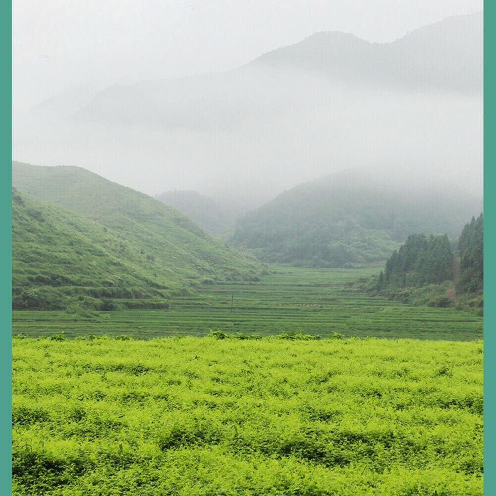 Jiaogulan Cha Gynostemma Tea Lowering Three Highs Helps Delay Aging Hetbal Tea Natural Health Herb