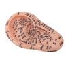 17cm Ear Acupuncture Model Clear Acupoint Professional Ear Reflexology Display Model for Learning