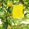 Double-Sided Yellow & Blue Sticky Trap for Flying Insects - Thrips, Flowers, and Plants Essential