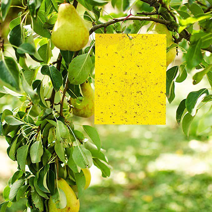 Double-Sided Yellow & Blue Sticky Trap for Flying Insects - Thrips, Flowers, and Plants Essential