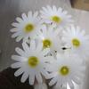 Simulation Flower Solar Lawn Lights Ground Plug Outdoor Garden Lights  Simulation Flower