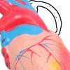 Porte-clés Imprimé en 3D Pendentif Structure Cardiaque Réaliste Outil d'Apprentissage Compact pour Salles de Classe Démonstrations Cliniques