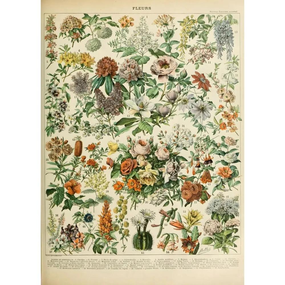 Arte Murale Classica Vintage Piante Fungo Fiore Medicinale Insetto Farfalla Verdura Zucca Carota Tela Poster ad Olio e Stampe