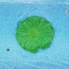 Lotus Flower Leaf Frog Goldfish Figurine Decor Miniature Resin Craft Model Ornament Mini Garden Fairy Decoration DIY Accessories