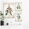 Herb Canvas Art Painting Vintage Herbal Illustrations Posters and Prints Culinary Herbs Botanical Kitchen Wall Art Picture Decor