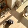 Protect Neck Elevated Cat Bowl Transparent Ins Cat Feeding Dishes  Dry/Wet Food