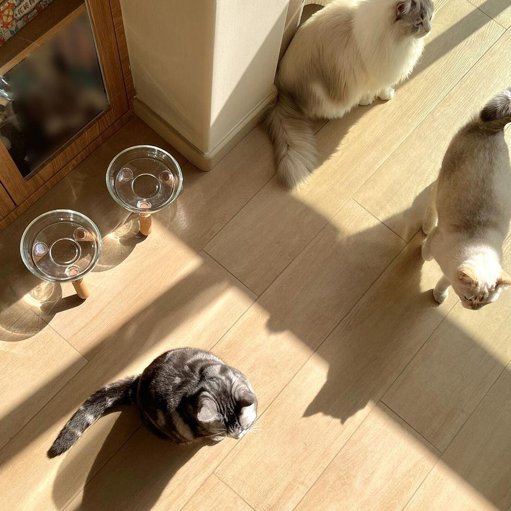 Protect Neck Elevated Cat Bowl Transparent Ins Cat Feeding Dishes Dry/Wet Food