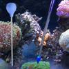 Long Acrylic Tube Acrylic Coral Feeder Transparent Silicone Coral Feeding Tube 25-55cm Fish Coral Feeding Tool for Coral Feeding