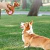 Durable And Entertaining Squeak Toy For Dogs In Attractive Cartoon Shapes And Styles