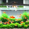 Anti As Aquarium Cover And Net for DIY Individual Tank Sizes Aquarists Breeders