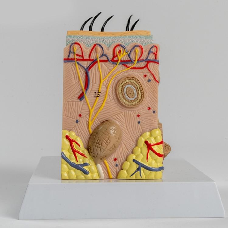 Menschliches Hautanatomie-Modell Menschliche Hautstruktur Anatomisches Modell