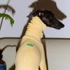 Galgo italiano Whippet outono e inverno gola alta roupas para cães dupla face veludo casaco de quatro patas branco