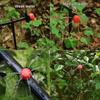 50/100pcs Adjustable Water Sprinkler Thread Connection Spray Nozzle Garden Irrigation Micro Flow Dripper