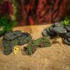 Sonnendeck & Kletterplattform für Schildkrötenbecken mit Steigung und Reptilienhöhlen-Ornament