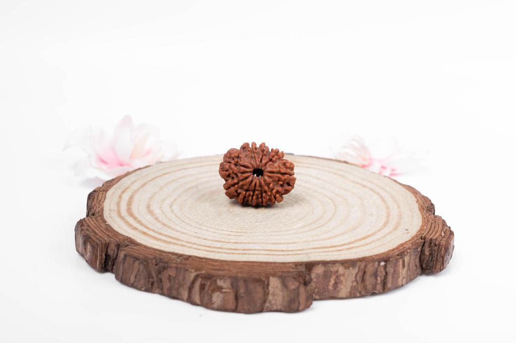 Přírodní 10mukhi rudraksha korálek – nepálský původ | Energetizovaný korálek pro duchovní sílu, ochranu a božské požehnání | Organický a laboratorně certifikovaný