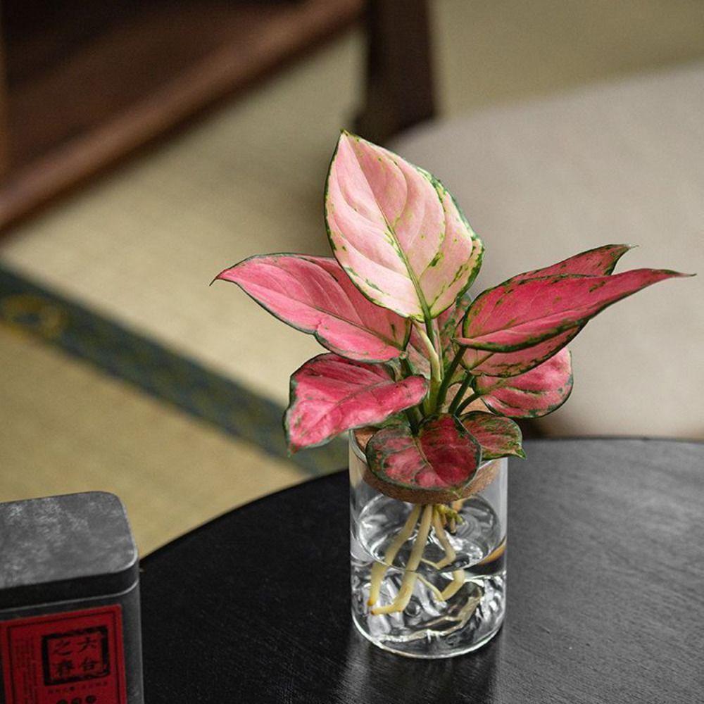 Thickened Hydroponic Flower Holder Glass Flower Pot Plants Holder Flower Vase  Desktop