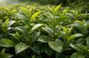 Gunpowder Moroccan green tea with mint 25g tisania