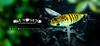 JACKALL SUISEN – Nojiri Haru-zemi (Spring Cicada) Floating Topwater Lure 43mm / 5g Soft Elastomer Wing Bait